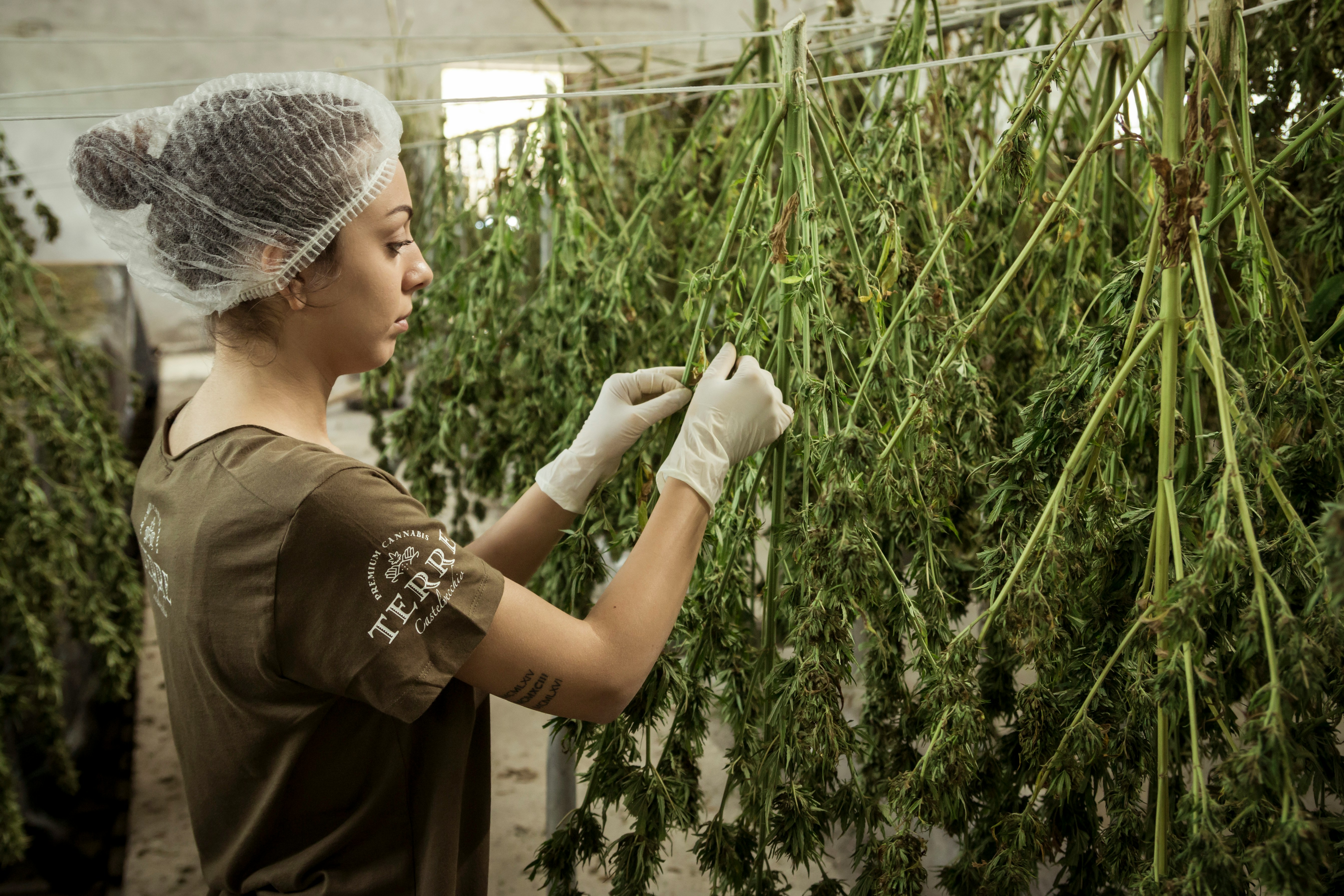 Technician inspecting cannabis plants in a controlled growing facility